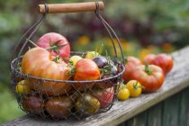 Frisch gepflückte Tomaten im Korb — Stockfoto