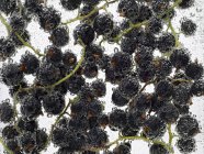 Ribes nero con acqua e bolle — Foto stock