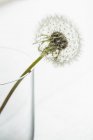 A close-up of a dandelion clock in a glass on white background — Stock Photo