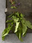 Бунш из свежих красных листьев одуванчика на металлическом подносе — стоковое фото
