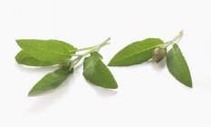 Свіже листя шавлії — стокове фото