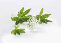 Closeup view of fresh woodruff with flowers on white surface — Stock Photo
