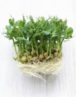 Brotos de ervilha com raízes — Fotografia de Stock