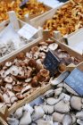 Различные грибы в ящиках — стоковое фото