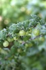 Uva spina Crescendo su Bush — Foto stock