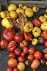 Tomates maduros coloridos - foto de stock