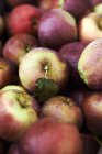Pommes cueillies fraîches biologiques — Photo de stock