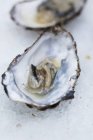 Opened oyster in its shell — Stock Photo