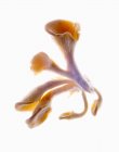 Свежие устричные грибы — стоковое фото