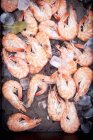 Boiled King prawns with ice cubes — Stock Photo