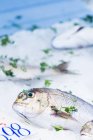 Fresh porgy fish with herbs — Stock Photo