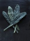 Cavelo Nero foglie di cavolo — Foto stock