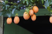 Fruits de la passion poussant sur la plante — Photo de stock