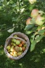 Cesta de manzanas recién recogidas - foto de stock