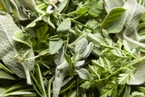 Closeup view of various fresh herbs — Stock Photo