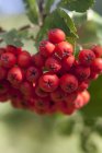Rowan berries growing on branch — Stock Photo