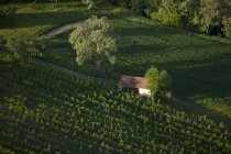 Vista aérea de uma vinha e um celeiro na Áustria — Fotografia de Stock
