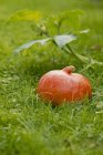 Fresh picked Hokkaido pumpkin — Stock Photo
