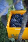 Uvas frescas de pinot noir - foto de stock