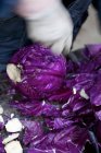 Fresh picked red cabbage — Stock Photo