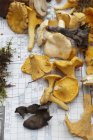 Свежие дикие грибы — стоковое фото