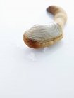 Closeup view of Geoduck with ice pieces on white surface — Stock Photo