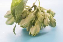 Nahaufnahme der Kuhglocke Schlingpflanzen essbare Blumen — Stockfoto