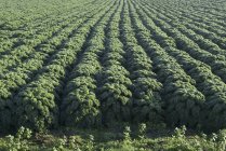 Поле зеленой капусты на открытом воздухе в дневное время — стоковое фото