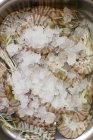 Свежие креветки со льдом — стоковое фото