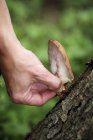 Vista de cerca de una mano recogiendo un hongo de un tronco de árbol - foto de stock