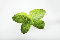 English green mint — Stock Photo