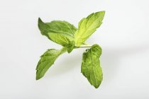 Fresh mint sprig — Stock Photo