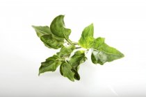 Basilic de poivre vert — Photo de stock