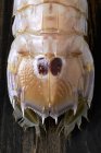 Close-up vista cortada de rabo de caranguejo mantis — Fotografia de Stock