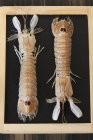 Vista superior de dois caranguejos mantis na placa preta — Fotografia de Stock