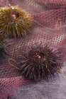 Closeup view of sea urchins on pink net — Stock Photo