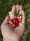 Hand holding wild strawberries — Stock Photo