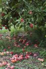 Manzanas sobre árboles y pasto - foto de stock