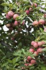 Manzanas maduras en el árbol - foto de stock