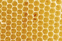 Favo de mel dourado saboroso — Fotografia de Stock