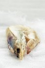 Vue rapprochée d'une crevette royale crue sur tissu — Photo de stock