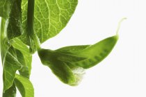 Young pea pod with leaves — Stock Photo
