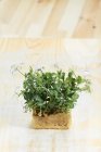 Pea sprouts on  desk — Stock Photo