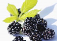 Ripe Blackberries with leaves — Stock Photo