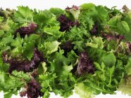 Fresh Mixed lettuce leaves — Stock Photo
