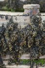 Blasentang-Algen hängen auf Holzplanken — Stockfoto