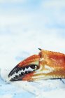 Vue rapprochée d'une griffe de crabe rouge sur une surface brillante — Photo de stock