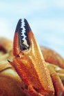 Vue rapprochée de la griffe de crabe orange — Photo de stock