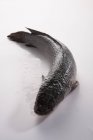 Pesce testa di serpente fresco — Foto stock