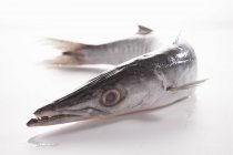 Fresh whole barracuda fish — Stock Photo
